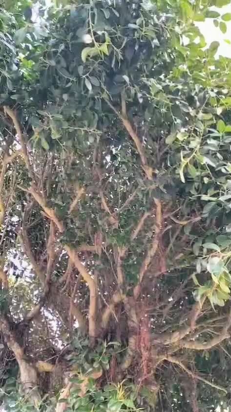 Весна в Италии, Средиземноморье г.Скалея. Птичья свадьба на рожковом дереве.