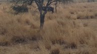 African Buffalo Vs Lion - Live Hunt Experience in Serengeti National Park, Kenya