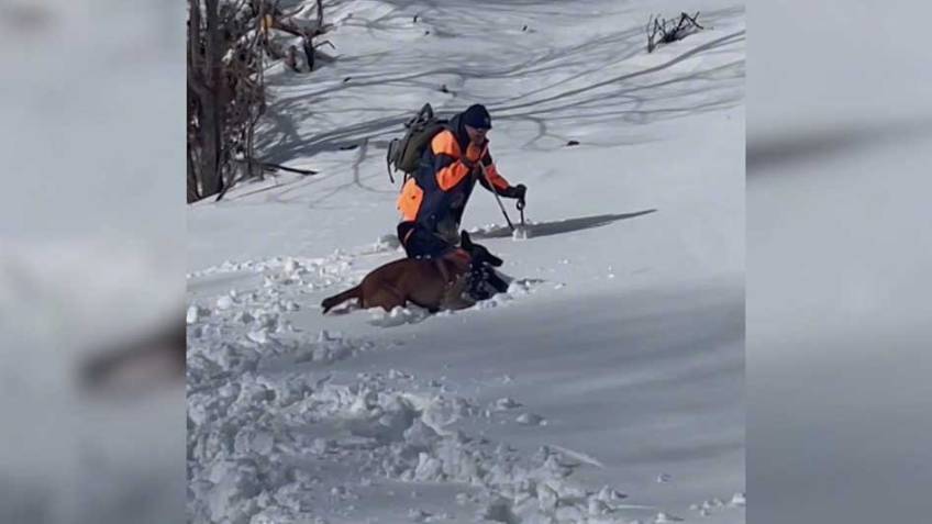 Сочинские кинологи приняли участие в учебных сборах в Адыгее