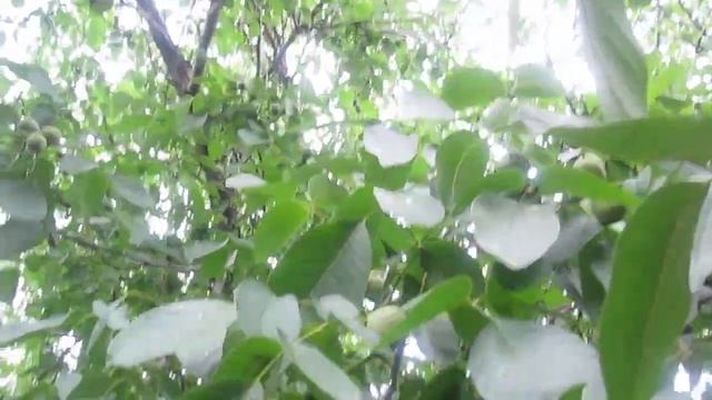 Как посадить грецкий орех, когда начинает плодить. Рассказываем о своем грецком орехе.