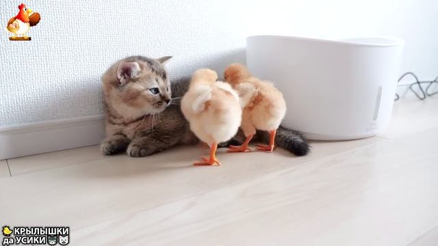 Утята и Цыплята - Кошки и котята (289) Хвостики да Усики ❣️🤗😂