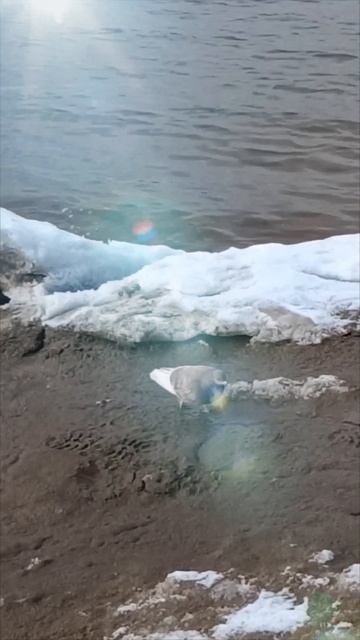 "Другое сознание"