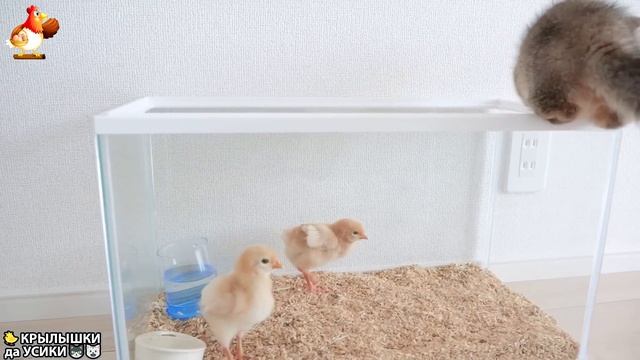 Утята и Цыплята - Кошки и котята (291) Хвостики да Усики ❣️🤗😂
