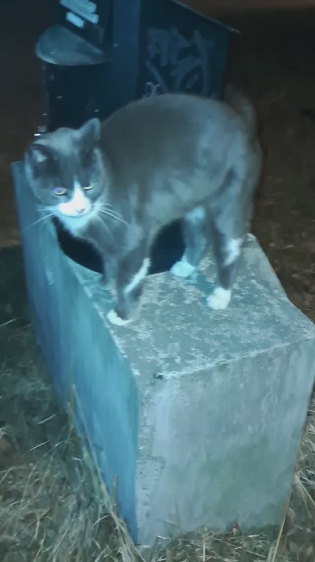 Ночная прогулка с котами. Любимый почтовый ящик