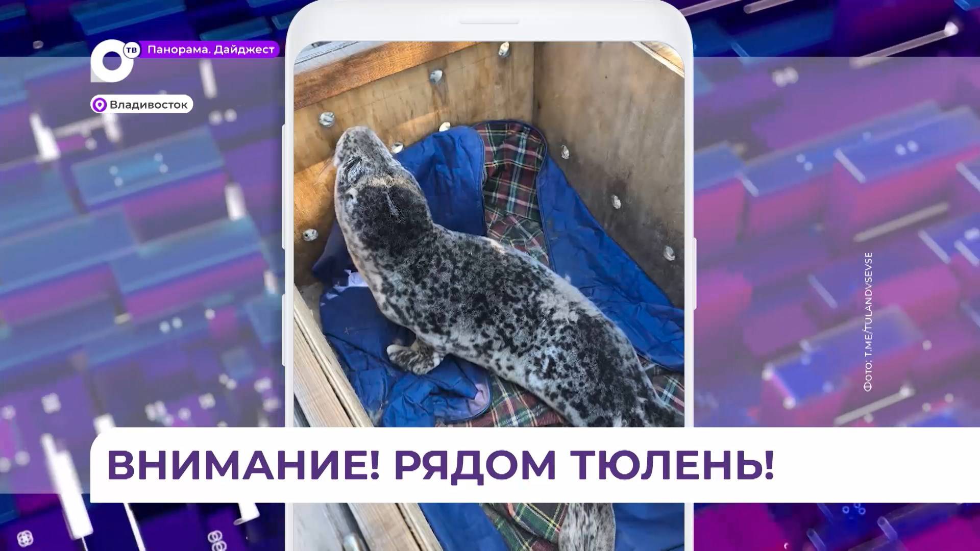 Дрейфующие льдины выносят на берег Приморья неожиданных пассажиров