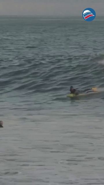 Встреча серферов с дельфинами: удивительный момент у побережья #shorts