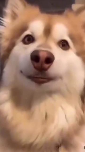 Смешавки.