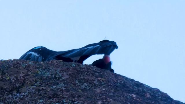 California Condor Convergence on New Year's Eve 2021