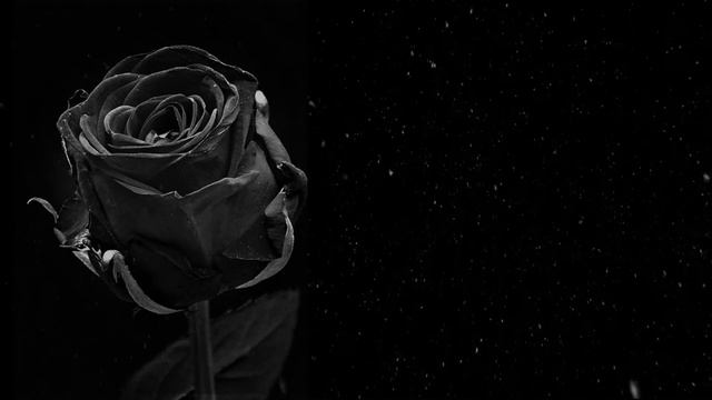 What does it mean when you dream about a black rose