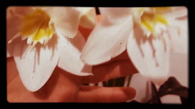Амазонская белая Лилия🌹🏵💮