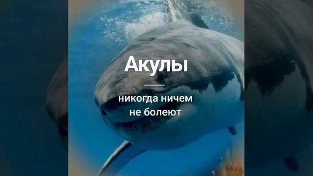 Факты.mp4
