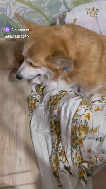 Рыжик Бобр 🦫 Гача учит играться 🥰