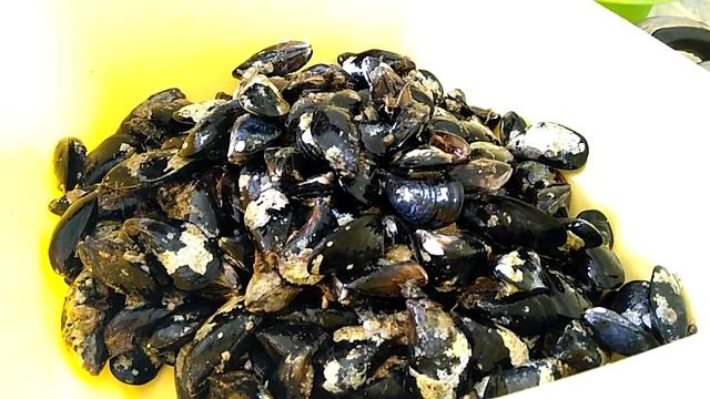 Хорватия.Мидии.Собираем дары моря,готовим и кушаем.