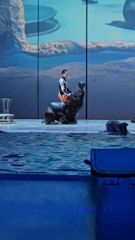 Москвариум - морской лев