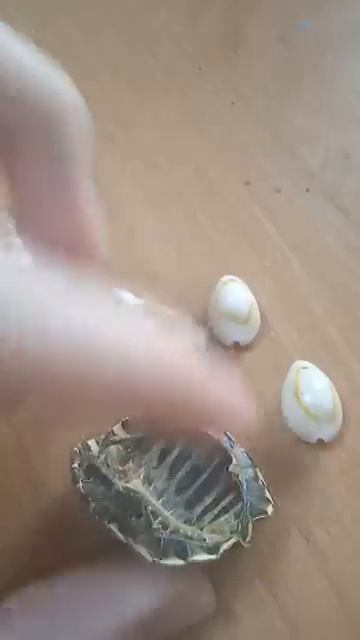 #жизньбарахольщика #антиквариат #скупка #симбочка