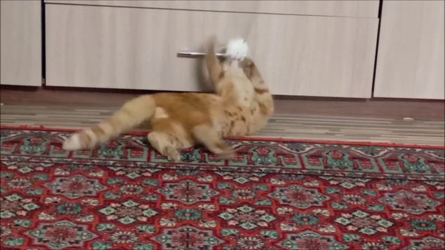 Кот. Фокс
