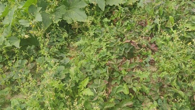 відповідаю на  запитання про виноград малини і город