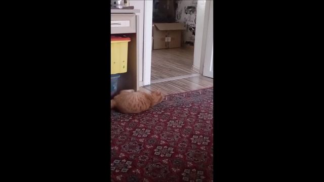 Кот