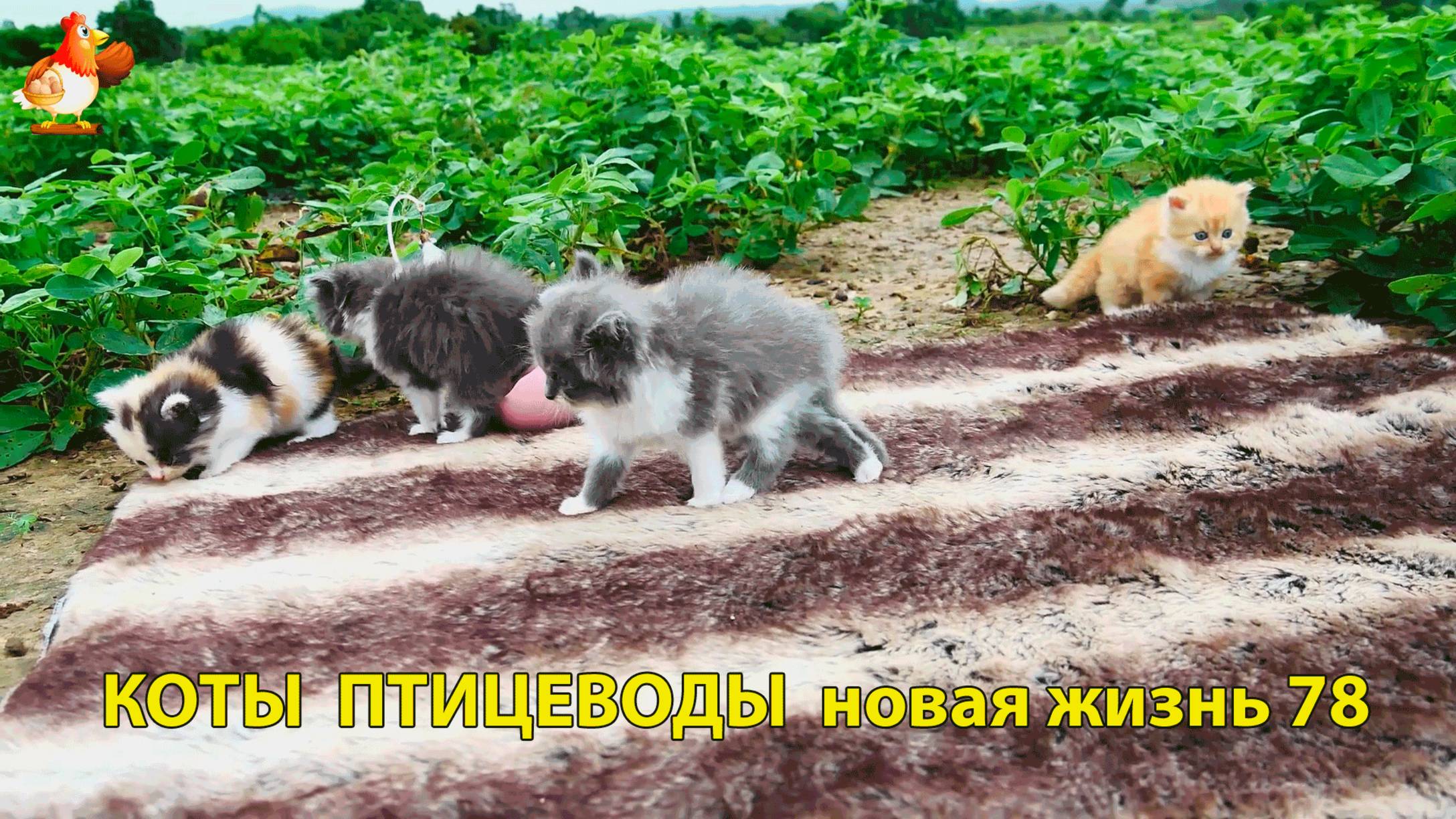 Коты птицеводы со своими подопечными 😹🐈🐈 Новая жизнь – выпуск (78) ❣️🤗😂