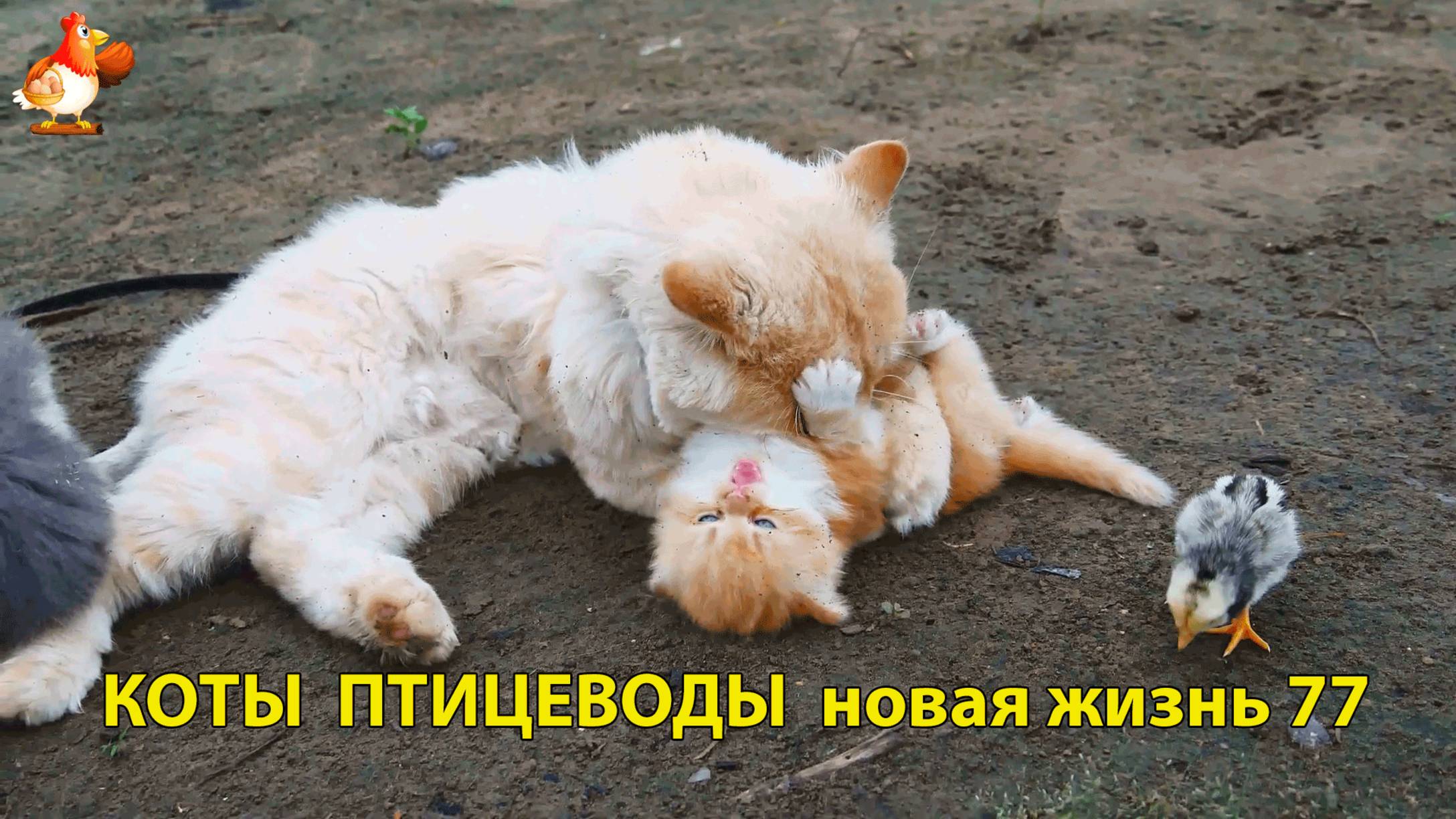 Коты птицеводы со своими подопечными 😹🐈🐈 Новая жизнь – выпуск (77) ❣️🤗😂
