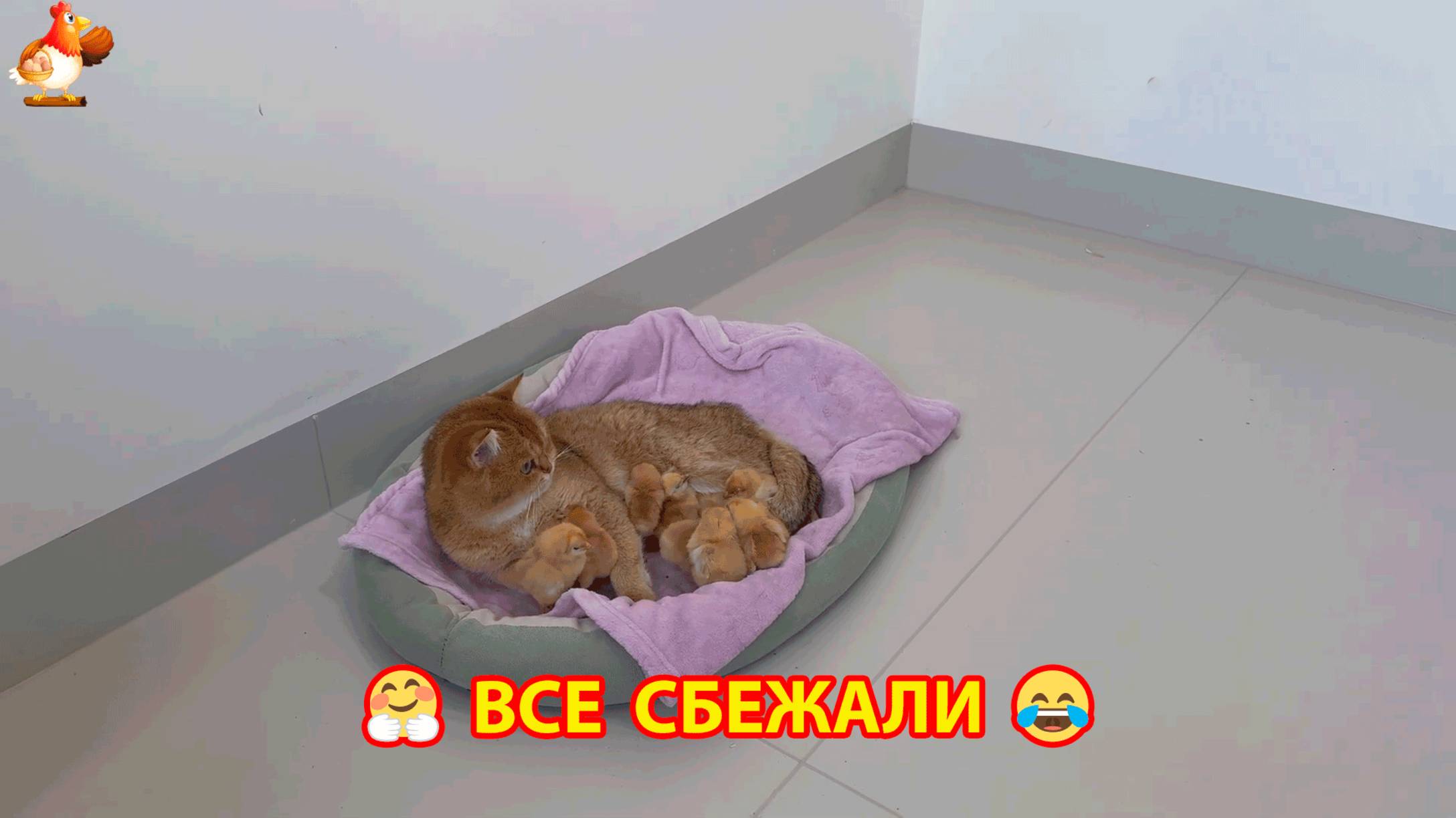 Все сбежали от няни Кошки  ❣️😹😂