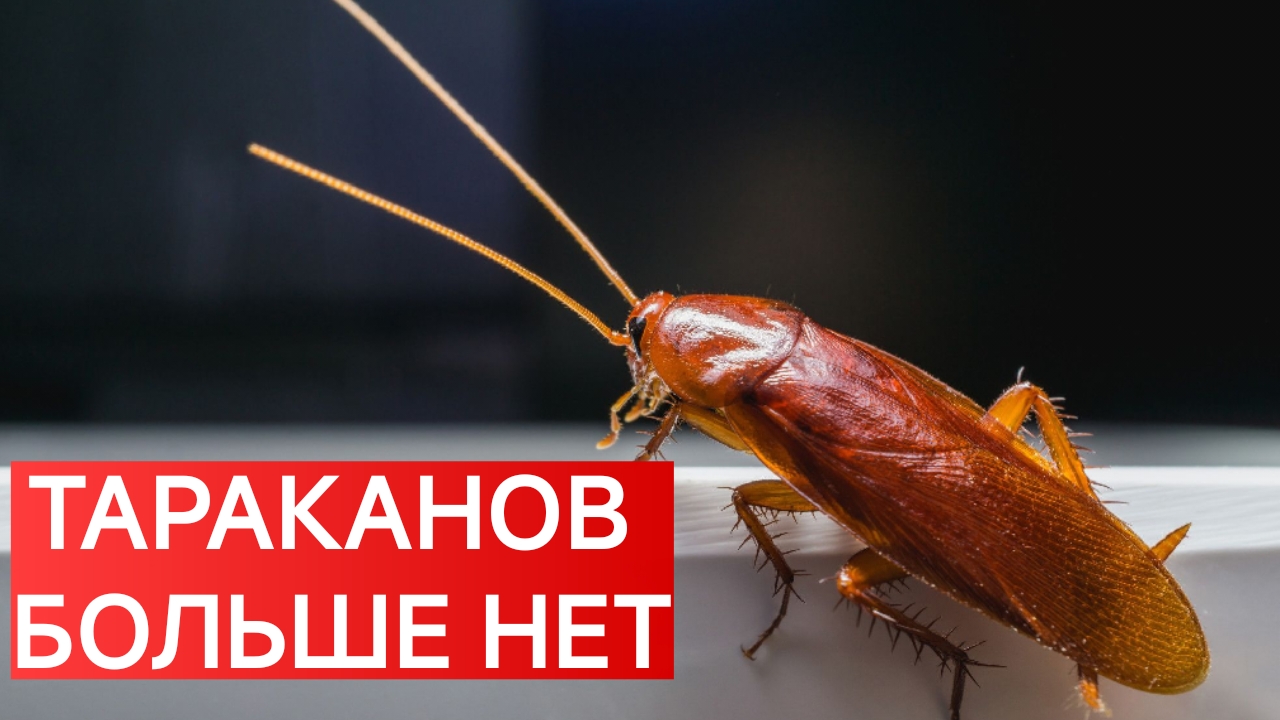 КАК ВЫВЕСТИ ТАРАКАНОВ ИЗ КВАРТИРЫ? НАРОДНЫЙ СПОСОБ. ЛАЙФХАК.Не забудьте подписаться.