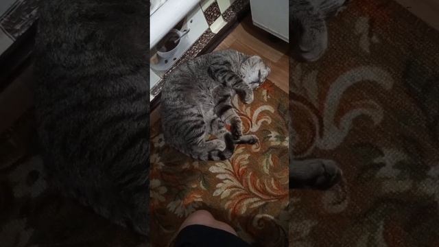 кот Феликс