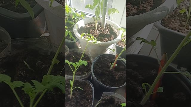 как кормим животных
