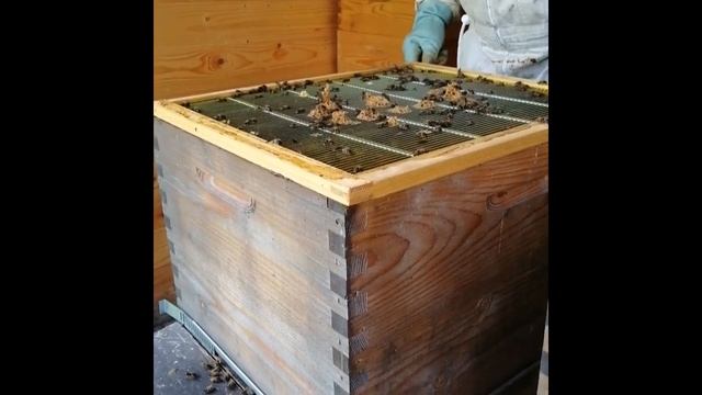 Visite essaim récupéré (abeilles noires) et ruche Buckfast