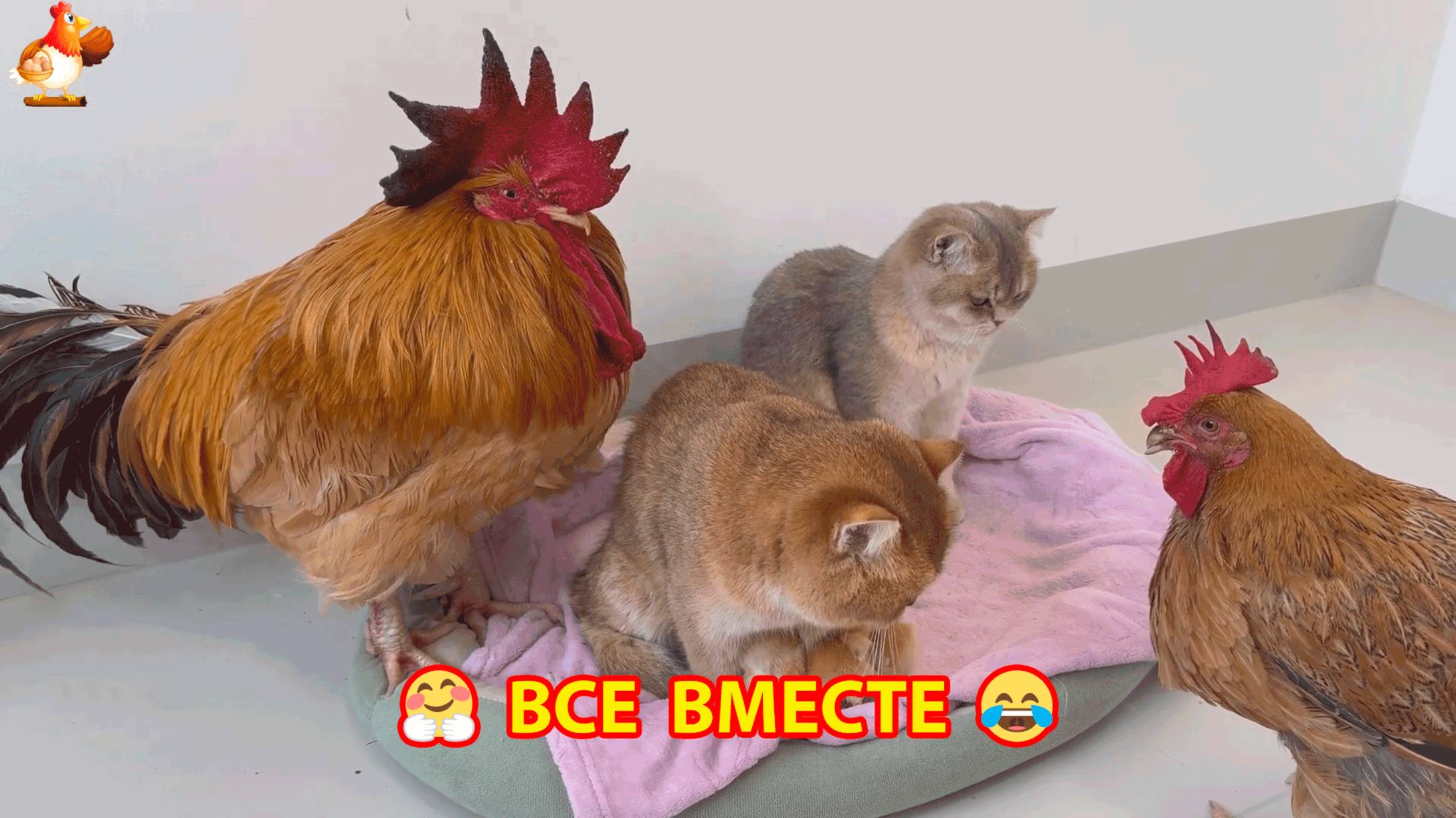 Дружная команда вся в сборе ❣️😹😂
