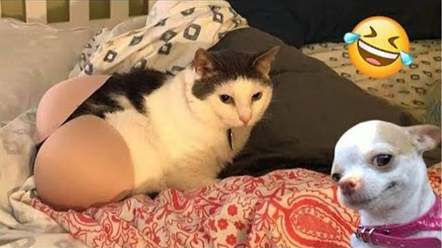 Смеешься — проигрываешь 😂😁😁Самые смешные собаки и кошки 2025 года🐶🙀
