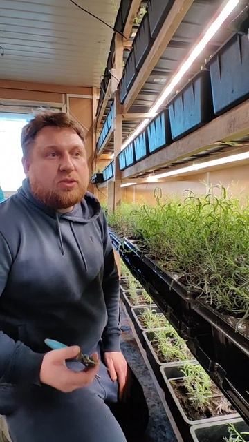 Формирование лаванды