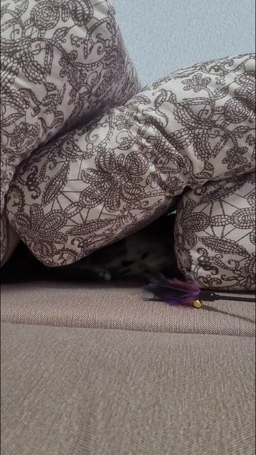 У котейки дом большой