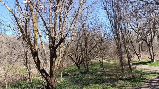 Заброшенный сад ЖК Кипарис Сукко