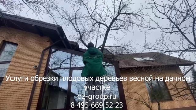 Услуги омолаживающей обрезки плодовых деревьев. Выезд агрономов по Москве и области. Звоните!
