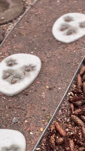 Следы диких животных к ЖК Сибирь летом