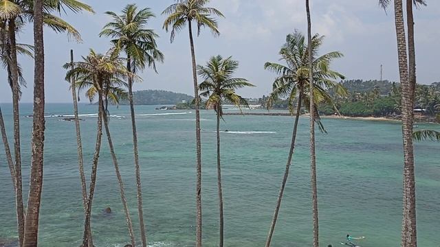 Coconut Tree Hill
