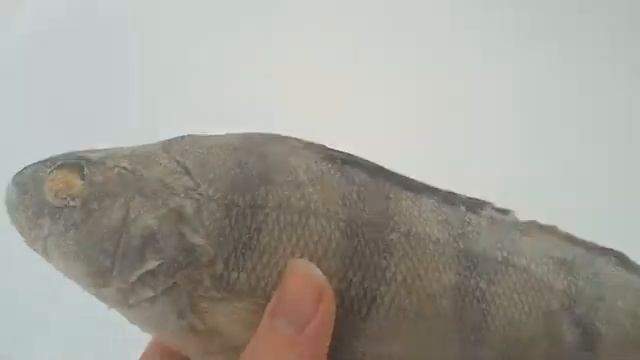 я гуляю с окунем по улице