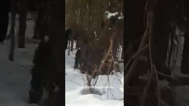 Как мужики у мишки завтрак отобрали😁