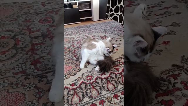 Гвоздь программы Умка