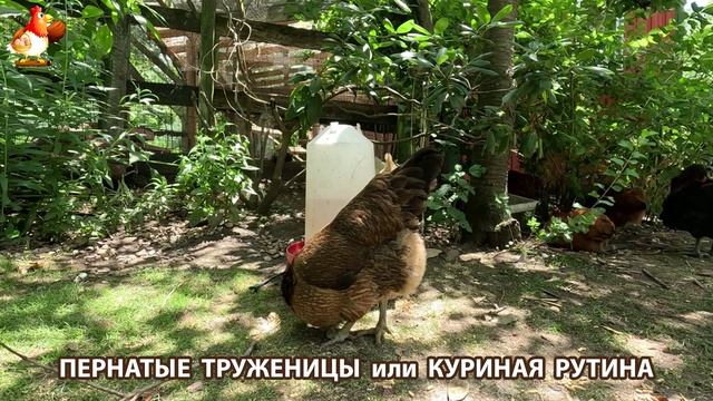Куры несушки свободного выгула и их обычная куриная рутина – эпизод (117)