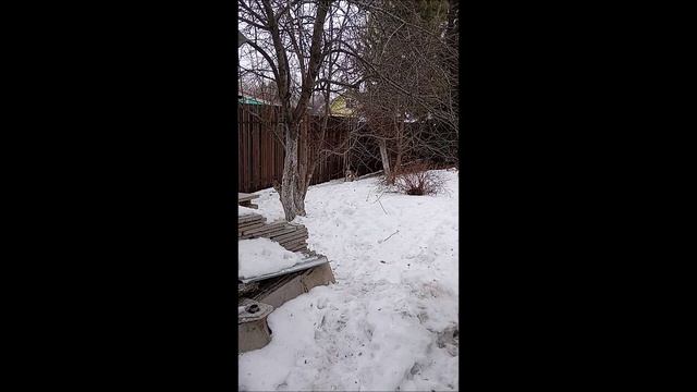 Собака. Овчарка. Том.