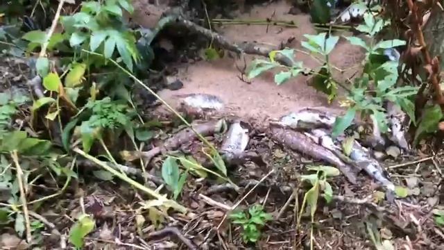 Экологи нашли выпотрошенных лососей возле ЛРЗ в Долинском районе