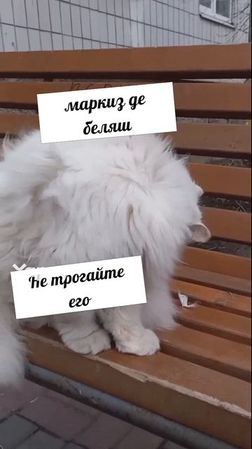 🐱 #котенок #домашниеживотные #милота