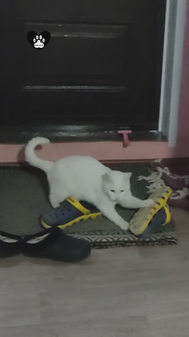 Принудительные действия к сланцу