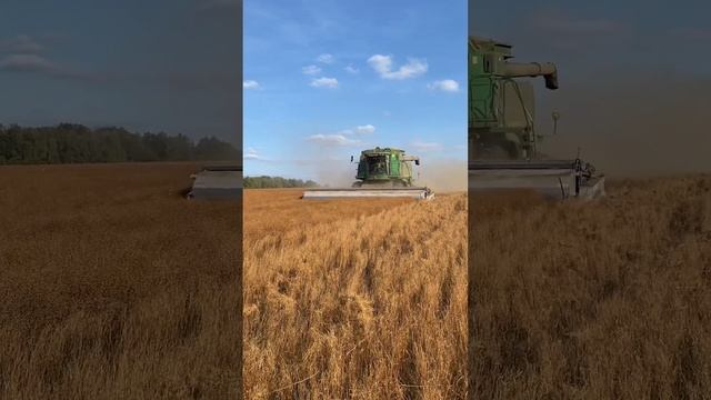 Уборка льна масличного.