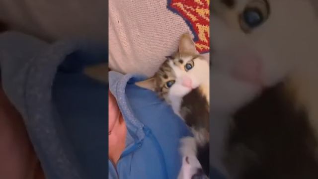 Коты и хвосты.mp4