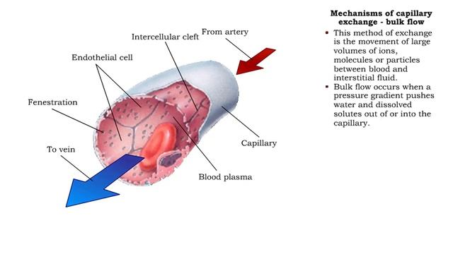Mechanisms of capillary exchange (transcytosis & bulk flow)
