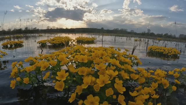 ПЕРВЫЕ ЩУКИ СЕЗОНА НА ЦВЕТУЩИХ И ПОЮЩИХ ЛУГАХ