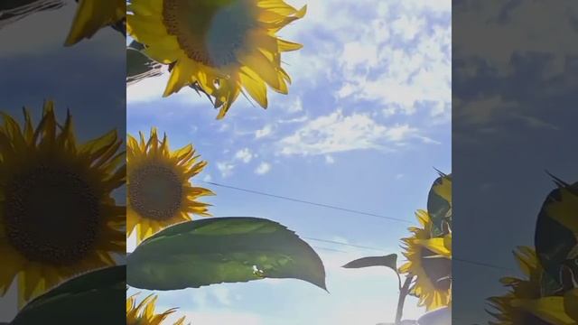 flowers miley cyrus sunflower, Music-Sleeping For Deep Relax